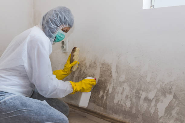 Trusted Village Green, NY Mold Remediation Experts