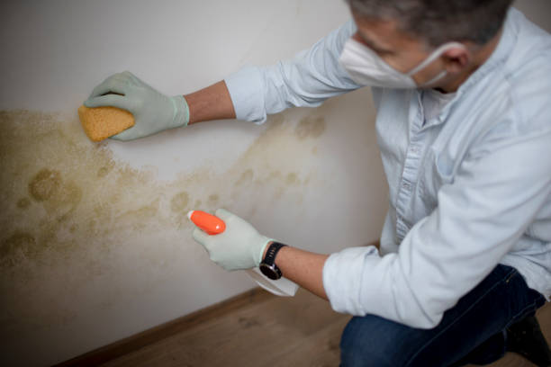 Best Attic Mold Remediation in Village Green, NY