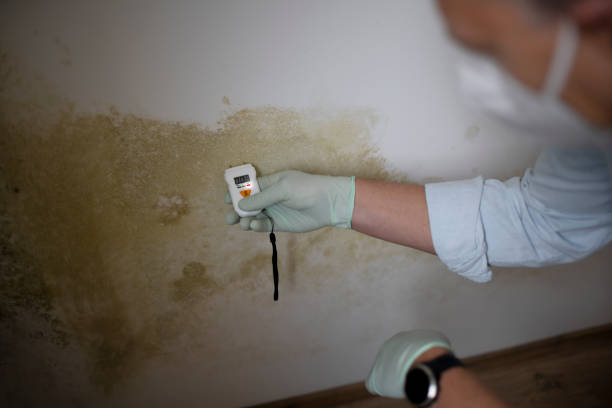 Best Commercial Mold Remediation in Village Green, NY
