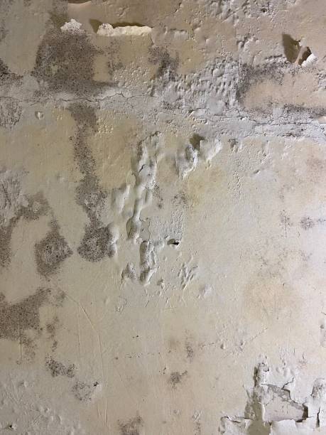 Best DIY Mold Remediation Support Services in Village Green, NY