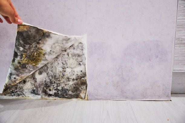 Best Kitchen Mold Remediation in Village Green, NY